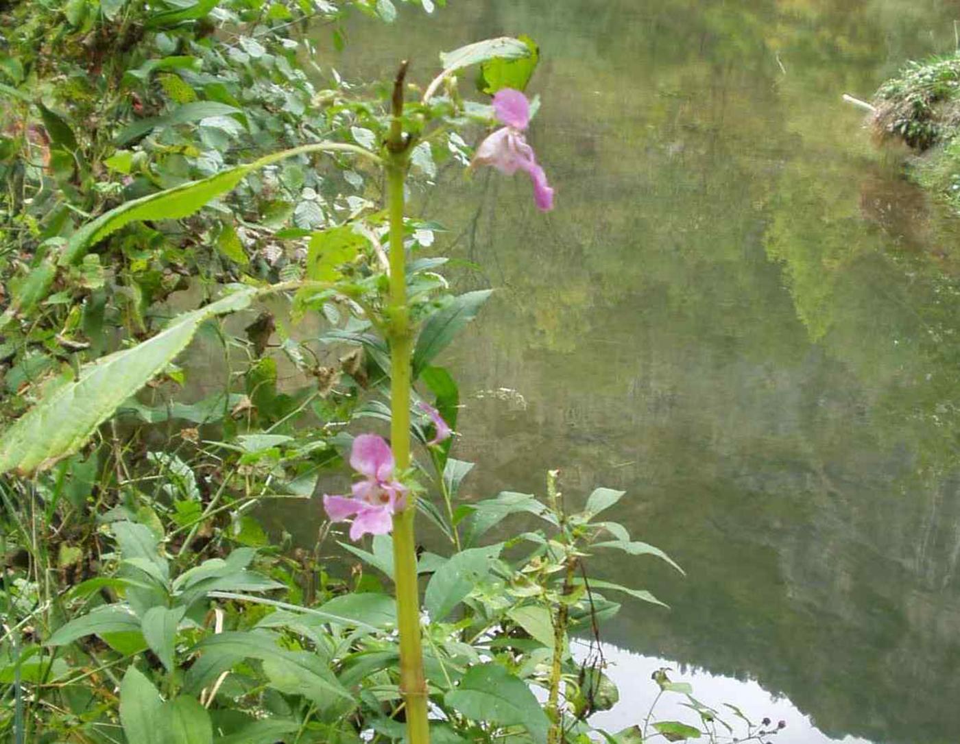 Balsam, Himalayan plant